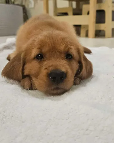 Golden