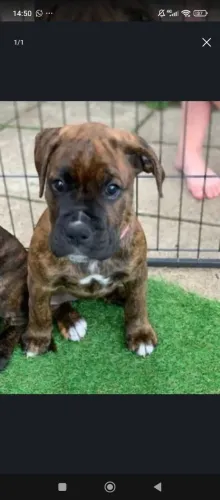Boxer | Seu companheiro dos sonhos está aqui