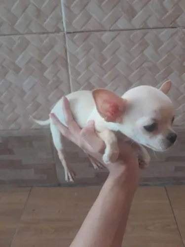 Filhote chihuahua creme menino