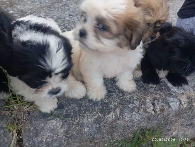 Shitzu macho 700 e fêmea 950