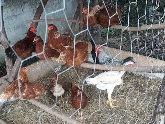 Galinhas