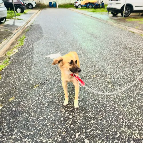 Cachorra fofinha