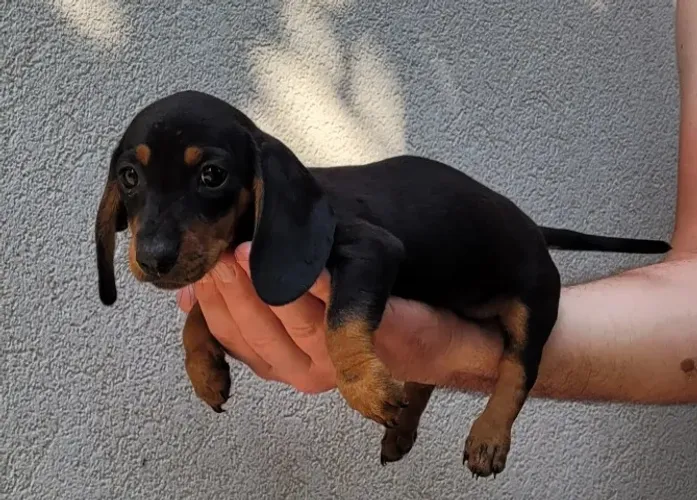 Tudo sobre o Teckel: o cãozinho curioso e aventureiro