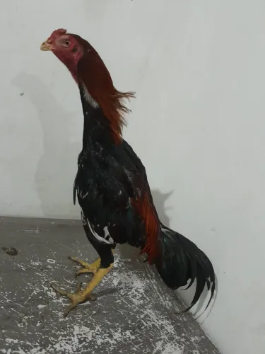 Frangos e galinhas 150 a unidade unidade 