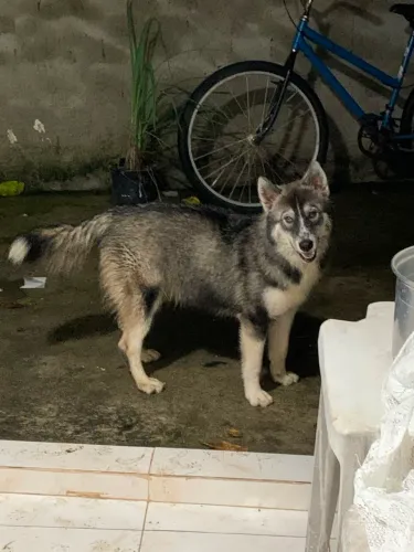Husky siberiano