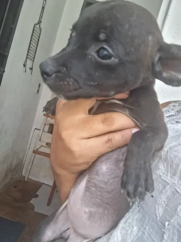 Para adoçao filhote de cadela 