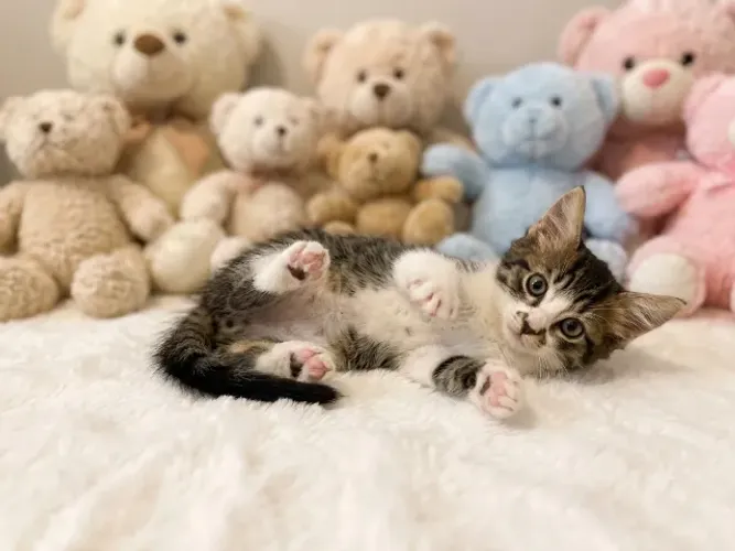 Gatinho lindo srd raciado com angorá 2 meses