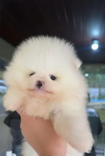 Lulu da Pomerania 