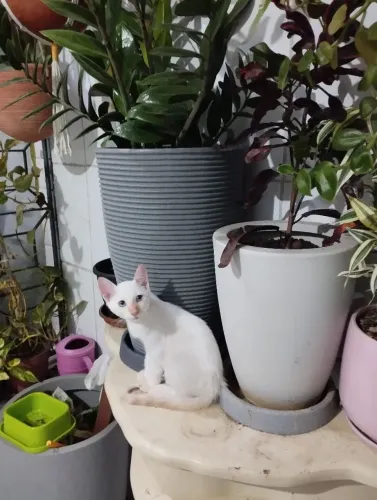 Gatinhos lindos para adoção 