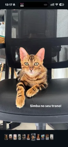 Gato de bengala - Bengal com pedigree
