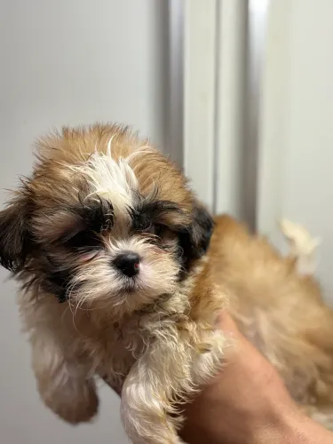 Filhote fêmea de shihtzu