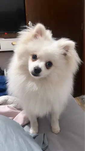 MONTA Spitz alemão macho branco R$900,00
