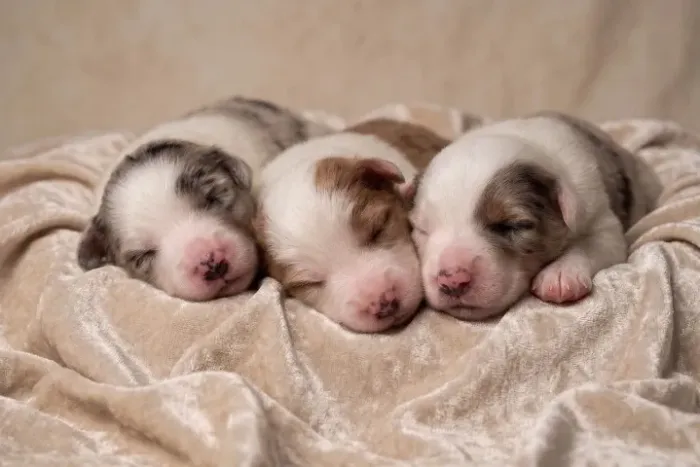 Border Collie Premium | Filhotes De Criação Responsável