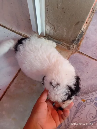vendo filhote de shintzu com poodle