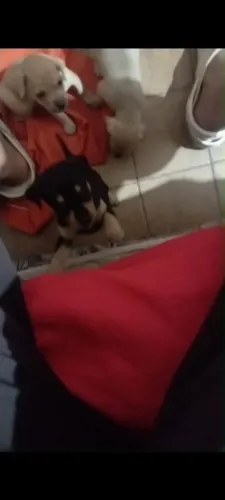 PINSCHER FÊMEA