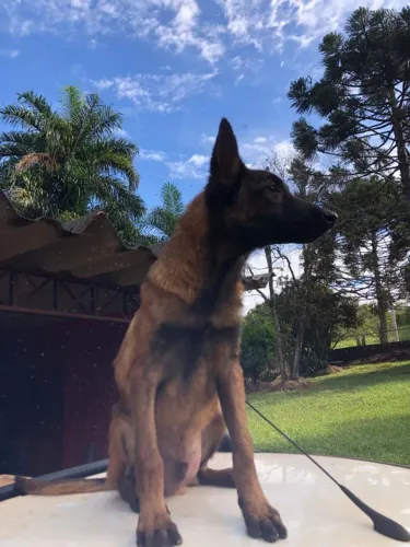 MALINOIS Filhote Macho 