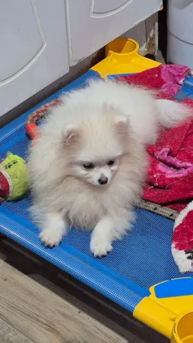 Cachorro 