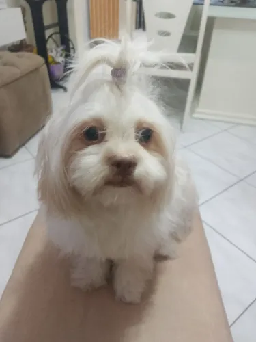Cachorro Lhapa Apson macho porte pequeno 