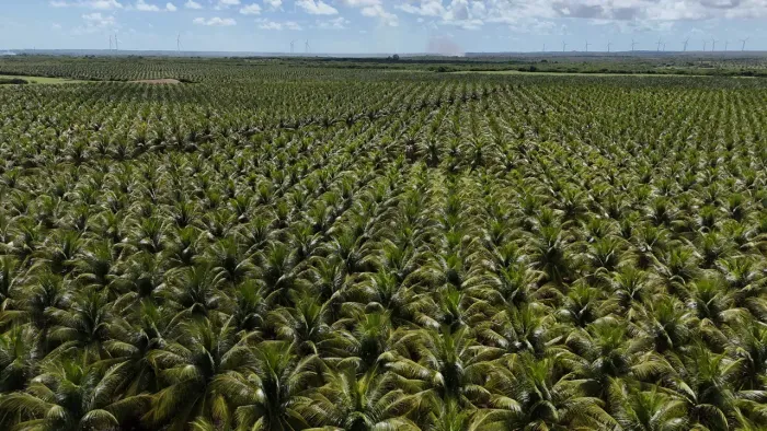 fazenda de coqueiros de porteira fechada um luxo de propriedade