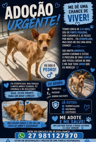 PINSCHER PARA DOAÇÃO