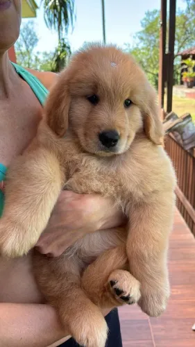 Golden Retriever