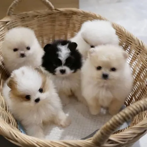 Lulu da pomerania