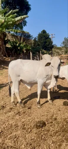 Garrotes Nelore P.O.