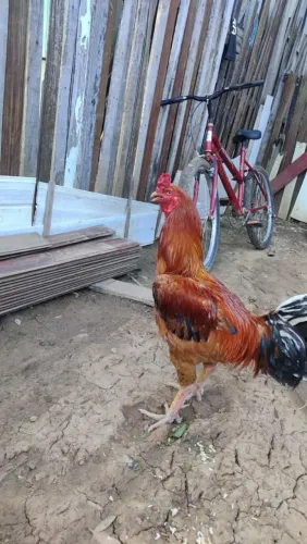 Vendo ou troco por duas galinha