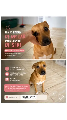 Cachorrinha para adoção