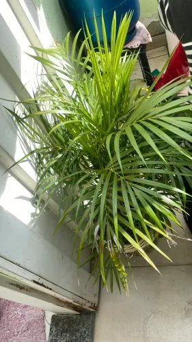 planta coqueirinho