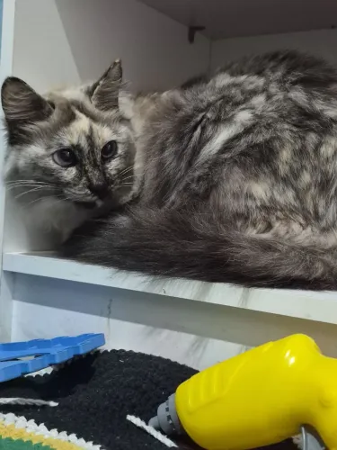 Doa se gata femea castrada