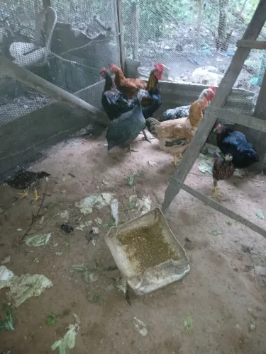 Vende-se galinhas frangos caipiras