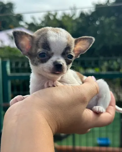 Chihuahua 