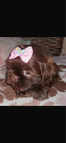 Shih-tzu com vermifugacao completa ja vacinado