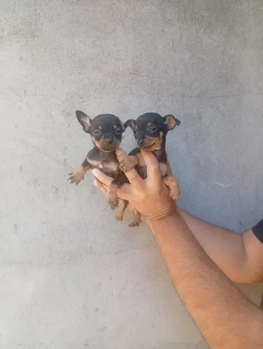 Pinscher Macho Carinhoso