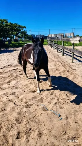 CAVALO MM