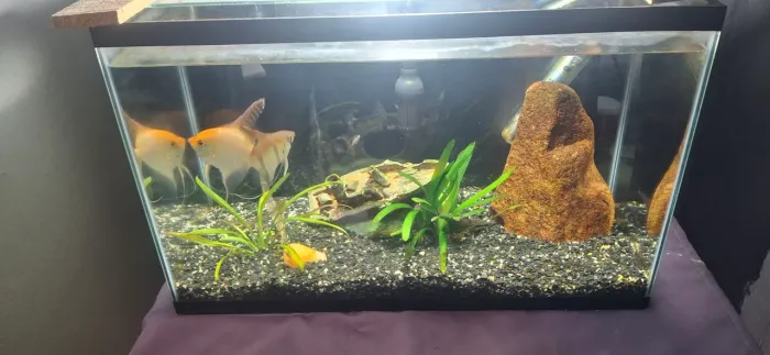 Aquario 30 litros - Desapego 