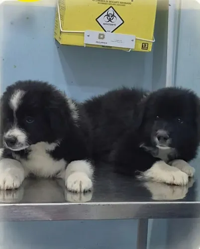 Filhote de Border Collie