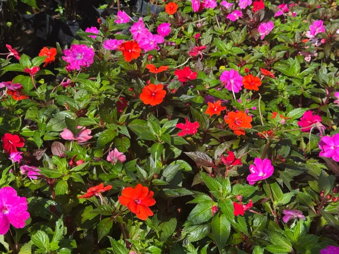 MUDAS DE BEIJINHO SUNPATIENS