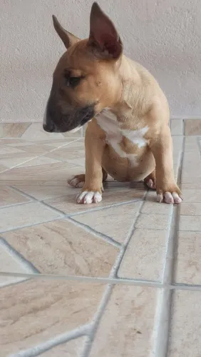 Filhote de Bull Terrier 