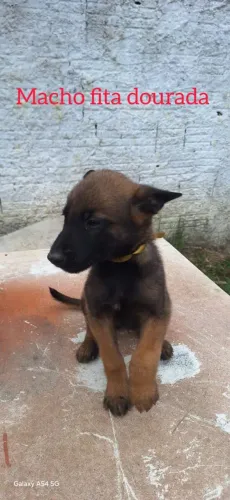 Malinois 