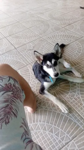 Husk para adoção 