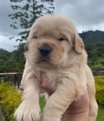 Filhotes de Golden Retriever | O amor bate à sua porta!