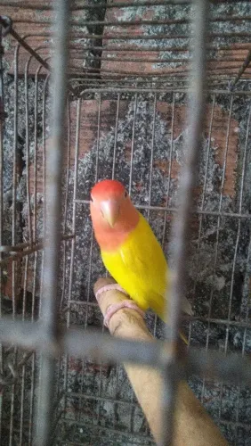 Gaiola