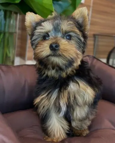Yorkshire terrier mini