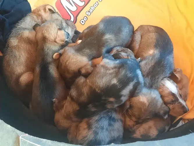 Cachorros