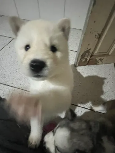 Husky siberiano