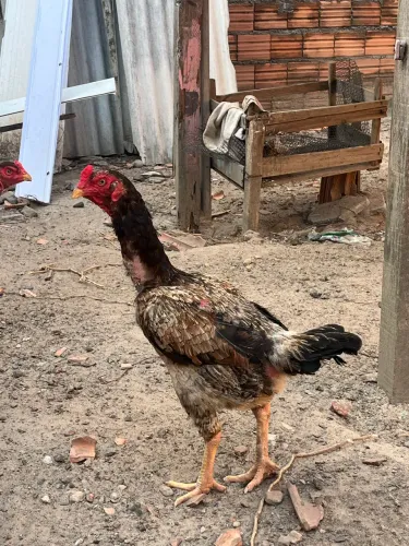Galinha disponível
