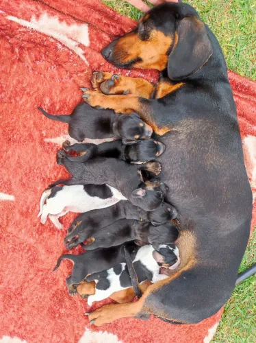 Dachshund, Cofap, salsicha