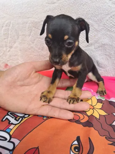 Pinscher n1 preto e canela machos disponível 